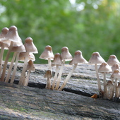 P1120167a fungi